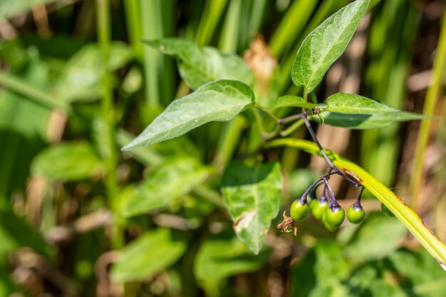 Foto solanum dulcamara felonwort fellenwort felonwood poisonberry poisonflower frutas verdes en las ramas después de la floración