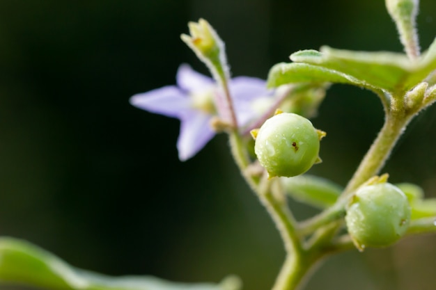 Solanum indicum en el árbol en granja orgánica y luz del sol de la mañana.