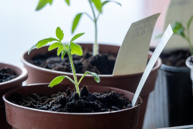 Foto solanum lycopersicum tomatensämlinge wachsen in einem topf zu hause am fenster