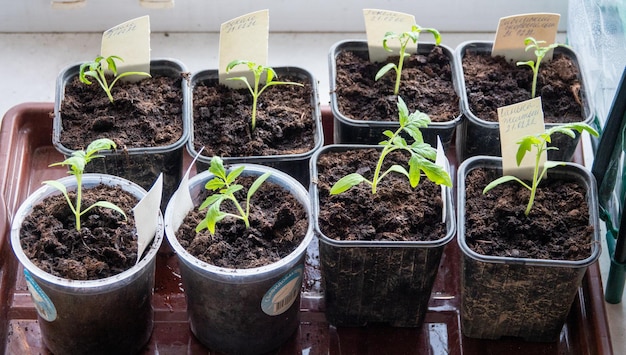 Foto solanum lycopersicum tomatensämlinge wachsen in einem topf zu hause am fenster