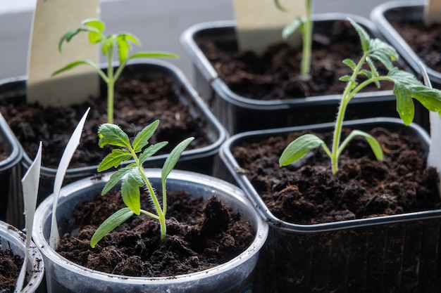 Solanum lycopersicum Tomatensämlinge wachsen in einem Topf zu Hause am Fenster