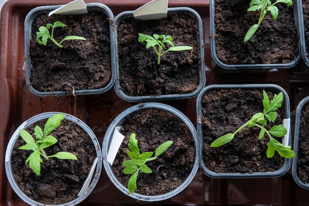 Foto solanum lycopersicum tomatensämlinge wachsen in einem topf zu hause am fenster