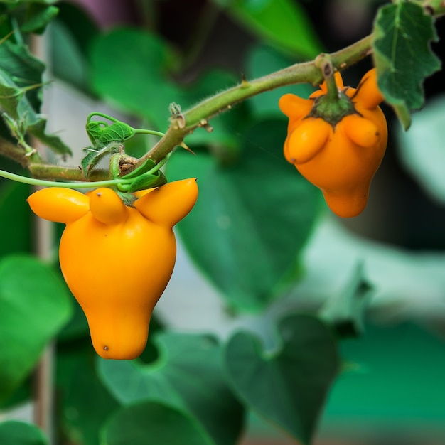 Solanum-mammosum Gelb auf Anlage in der Natur