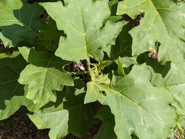 Solanum mammosum-Pflanze