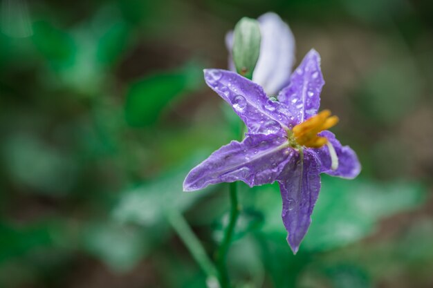 Solanum trilobatum na árvore