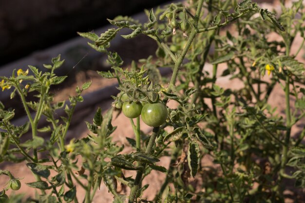 Solanum