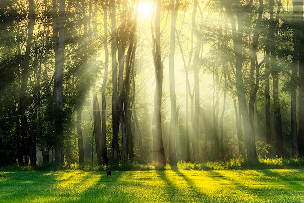 La solar es la energía que el mundo necesitaPorque es energía natural respetuosa con el medio ambienteEl sol brilla a través de las hojas hasta convertirse en un rayo de luzEl bosque es fábricaPotente producción