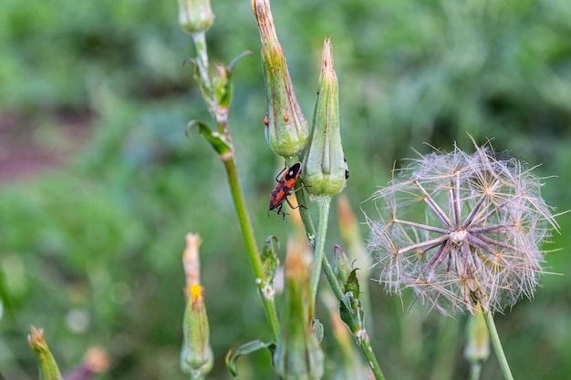 soldado insecto, sentado en una brizna de hierba.