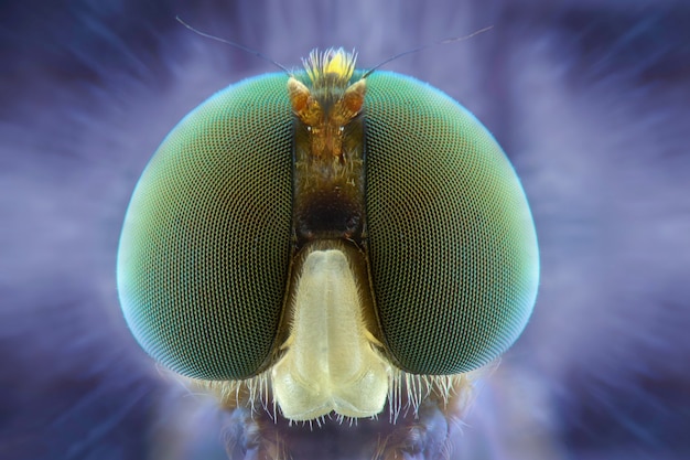 Foto soldado vuela foto de cara usando apilamiento de enfoque macro extremo