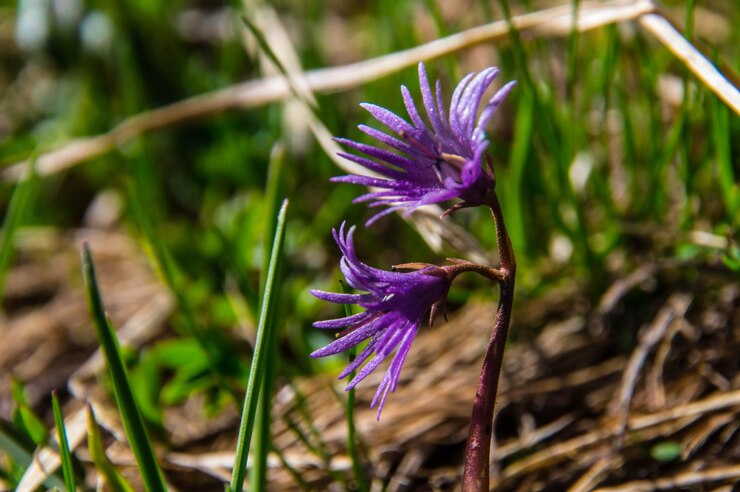 Soldanellelake clausis ceillac inqeyras em haute alpes na frança