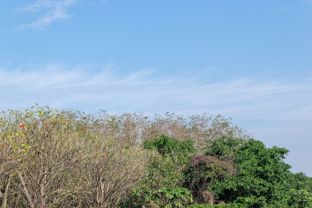 Soleado cielo azul y nubes blancas, algunos árboles en el parque