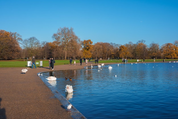 Un soleado día de invierno en un sereno parque de Londres con cisnes y un lago reflectante