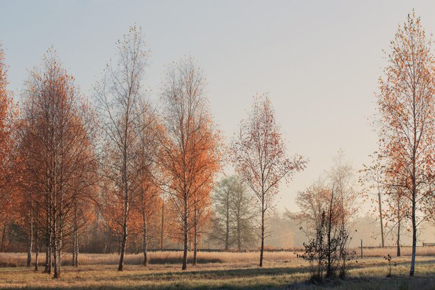 Soleado paisaje de otoño con escarcha