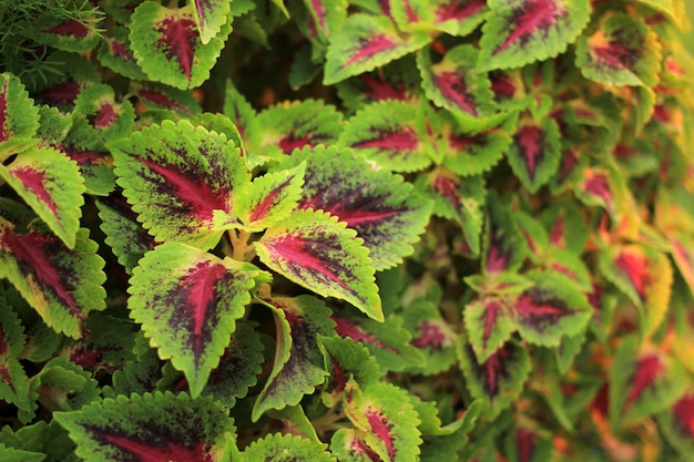 Foto solenostemon árbol scutellarioides.