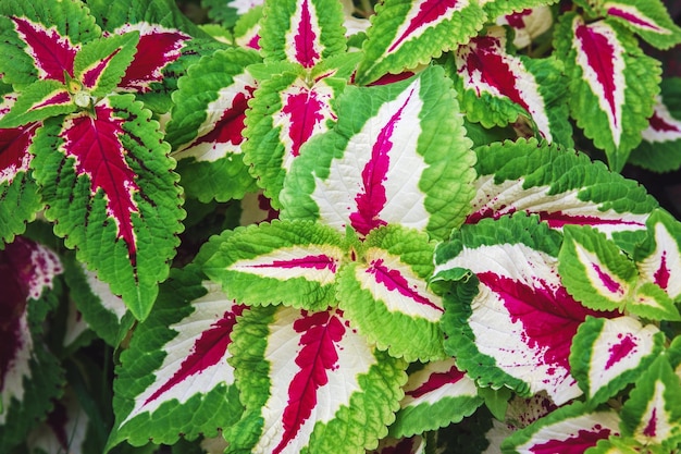 Solenostemon oder Coleus Plectranthus scutellarioides für bunte Blätter kultiviert