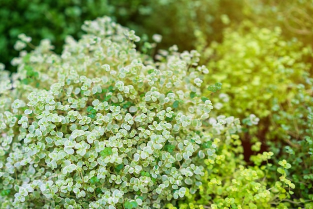 Soleyroliya, una hermosa herbácea perenne con hojas pequeñas en brotes largos.