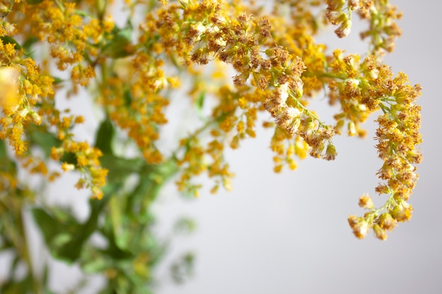 Solidago virgaurea Flores amarillas Naturaleza fondo Amarillo ang colores verdes