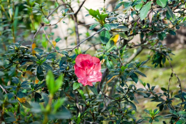 Solitaria flor de azalea de color rojo rodeada de ramas sin flores