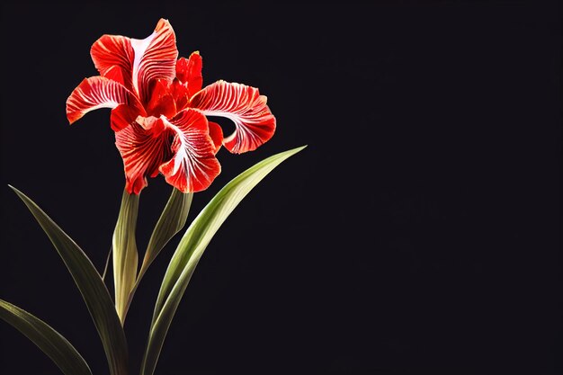 Solitaria gran flor de iris rojo sobre fondo negro