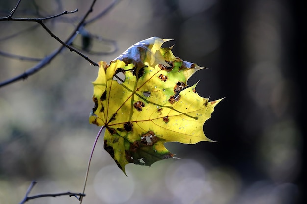 La solitaria hoja de otoño en el árbol.