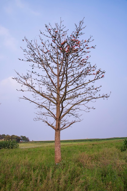 Solitario árbol de ceiba Bombax en el campo bajo el cielo azul