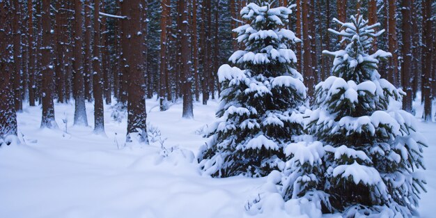 Un solitario árbol de Navidad se alza en medio de la tranquila extensión de un bosque nevado