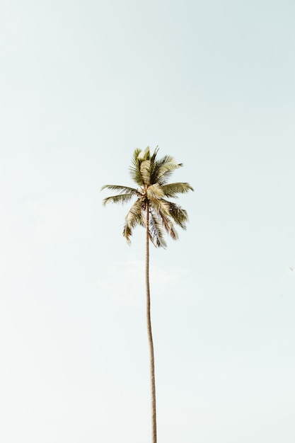 Solitário coqueiro tropical exótico contra o grande céu azul