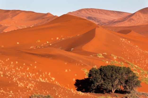 Un solitario desierto de Namib Gemsbok Namibia
