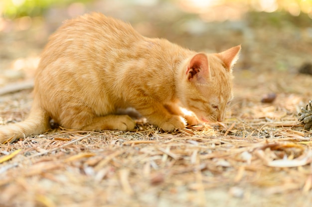 solitario gatito de jengibre sin hogar pobre en hojas de otoño