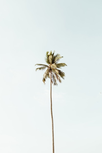 Solitario una palmera de coco exótica tropical contra el gran cielo azul