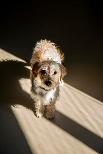 Un solitario y triste perro sin hogar está esperando al dueño