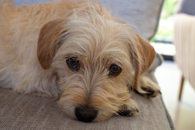 Un solitario y triste perro sin hogar está esperando al dueño