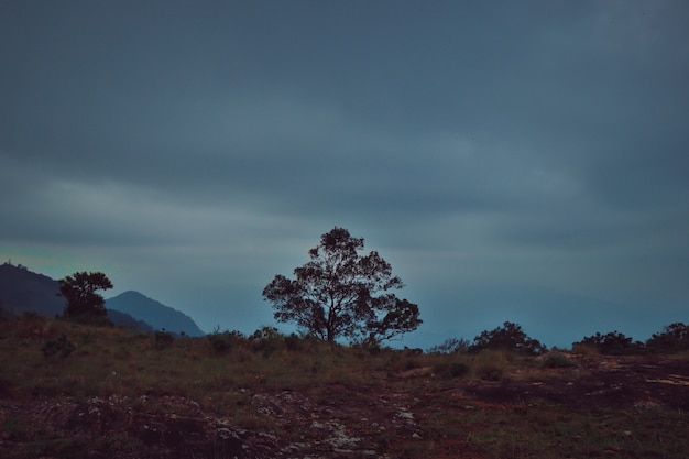 Solo árbol en el borde de la cima de la montaña en un día lluvioso