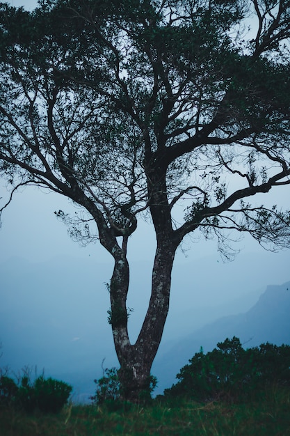 Solo árbol en el borde de la cima de la montaña