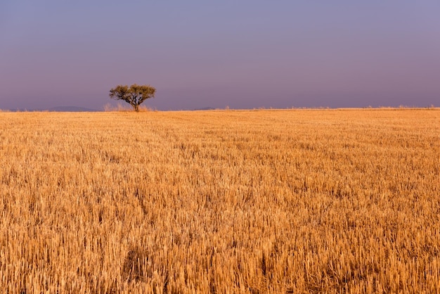 Solo árbol en el campo cosechado de trigo en el cielo púrpura en segundo plano.