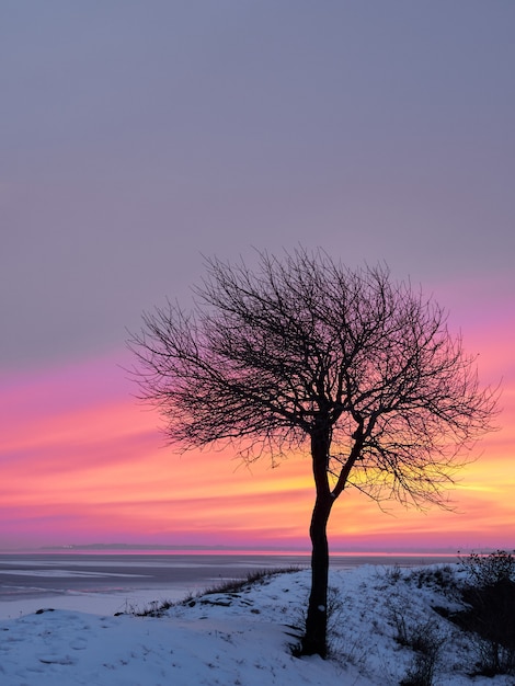 Solo árbol en el campo de la costa de invierno en el cielo rosado, púrpura con rocas y nieve al atardecer