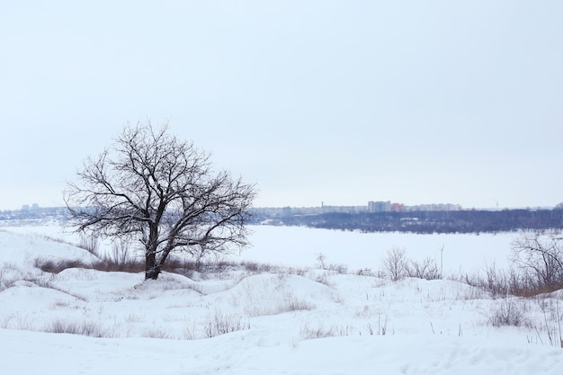 Solo árbol en campo de invierno