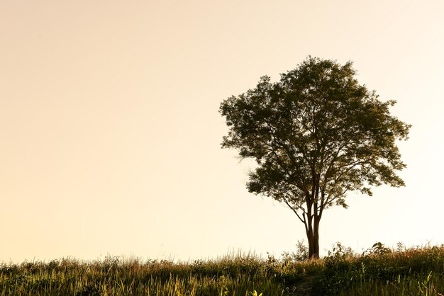 Foto un solo árbol en la colina