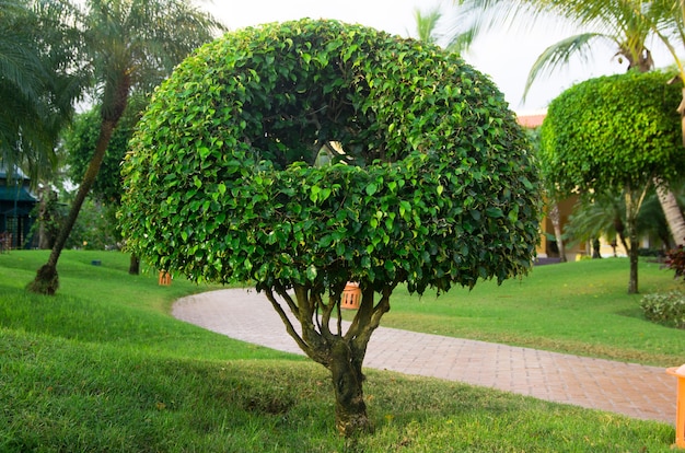 Solo árbol en el jardín verde