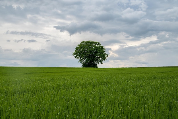 Solo árbol en medio de la nada en un campo con un cielo espectacular