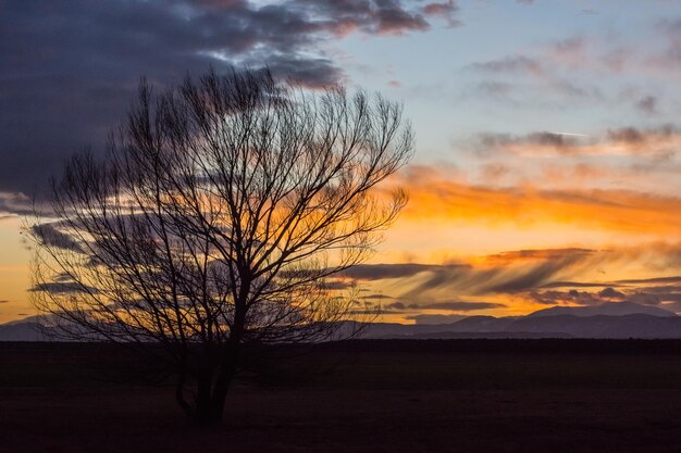 Solo árbol negro y un paisaje plano con una asombrosa puesta de sol colorida