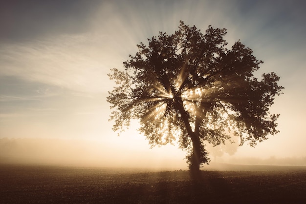 Solo árbol en la niebla