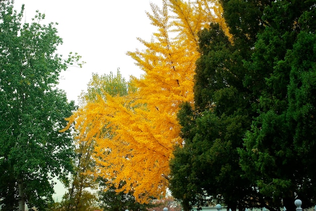 Solo árbol de otoño de color dorado parado en el parque