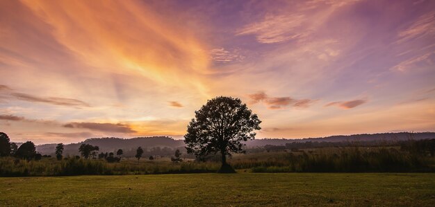 Solo árbol en la pradera al atardecer