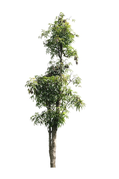 Un solo árbol vivo en la planta recortada de fondo blanco y el concepto de naturaleza