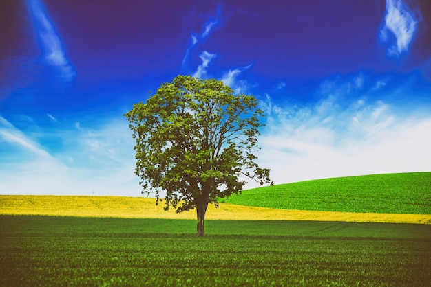 un solo árbol