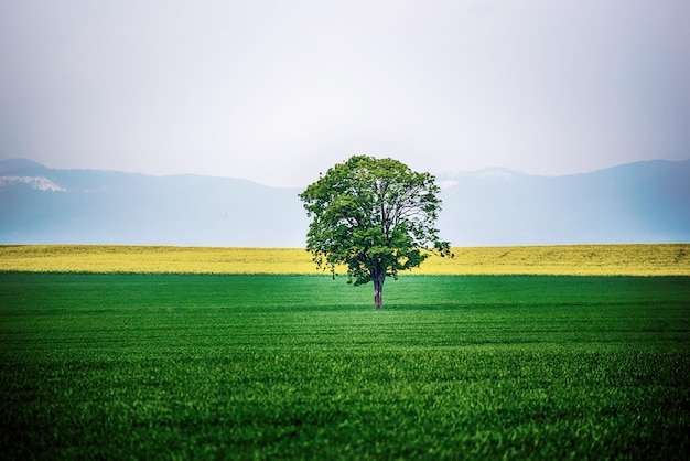 un solo árbol