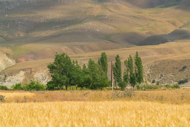 Solo árboles en la sabana