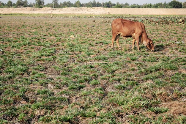 Solo árido e vaca com luz solar.