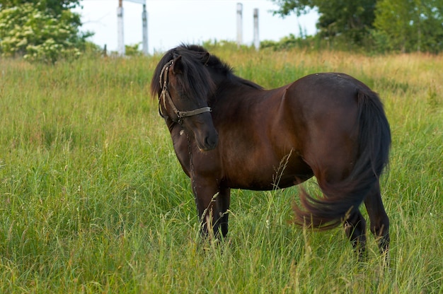 Solo caballo en prado verde de verano